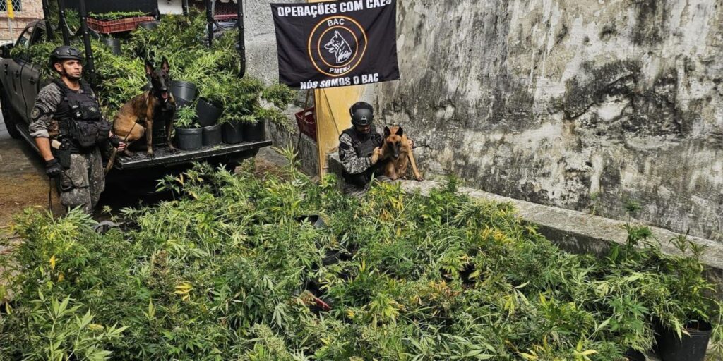 Polícia encontra estufa com mais de 800 pés de maconha no Rio de Janeiro