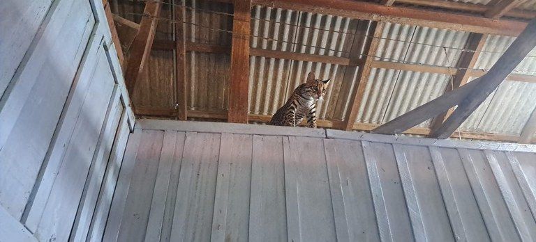 Ibama resgata jaguatirica criada como pet por influenciadora no Pará