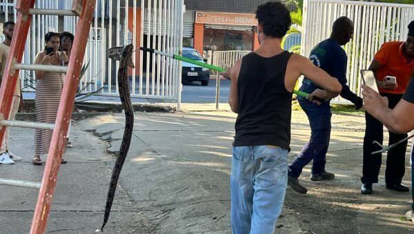 Jiboia de mais de 1 metro é vista em árvore no campus da UFBA; veja imagens