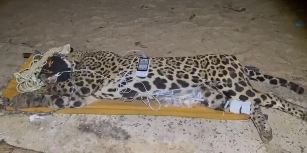 Alimentos eram colocados para atrair animais onde onça matou caseiro no MS