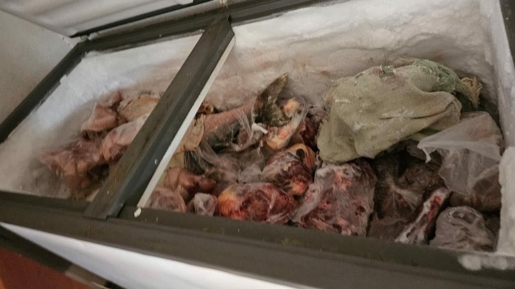 Peixe podre: força-tarefa apreende 2 toneladas de alimentos em abatedouro