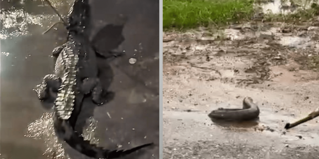 Jacaré e peixe-elétrico são vistos na rua após fortes chuvas em Belém