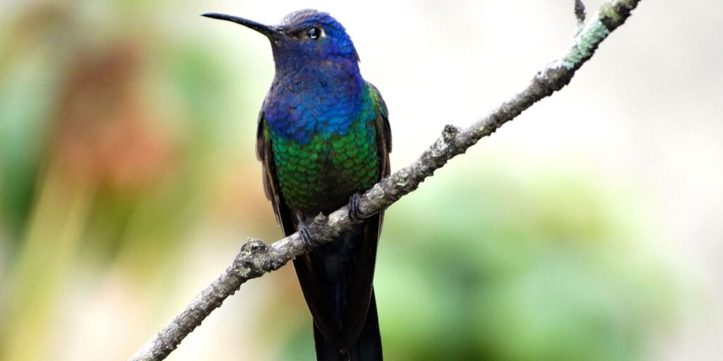Aves beijoqueiras estão ameaçadas no Cerrado, diz pesquisador