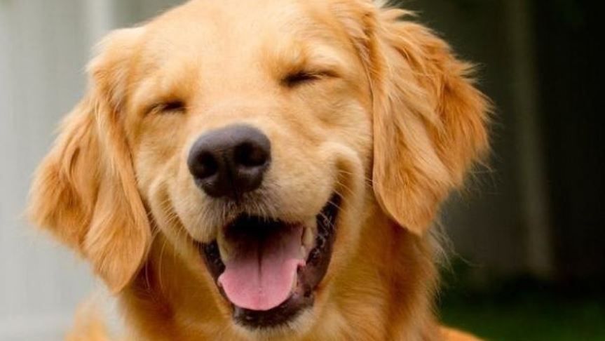 Comissão do Senado aprova Lei Joca sobre transporte de animais em aviões