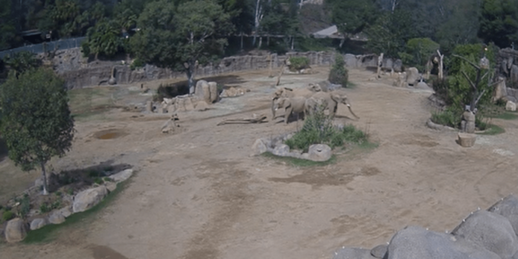 EUA: Elefantes sentem terremoto antecipadamente e fazem círculo de alerta