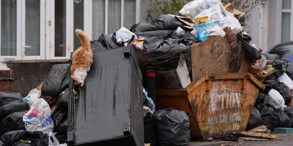 Ratos "maiores que gatos" vagam pelo Reino Unido em meio à greve de garis