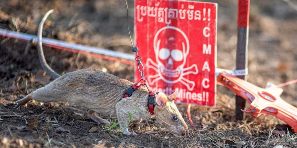 Rato quebra recorde mundial por farejar minas terrestres no Camboja