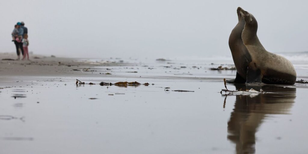 Leões-marinhos atacam banhistas na costa da Califórnia; saiba por quê