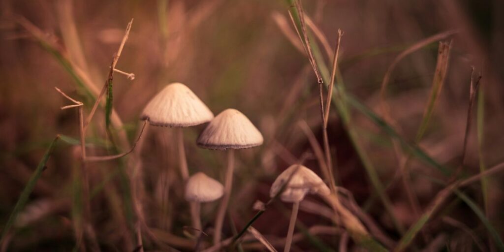 Uso de cogumelos mágicos cresce nos EUA, aponta novo estudo