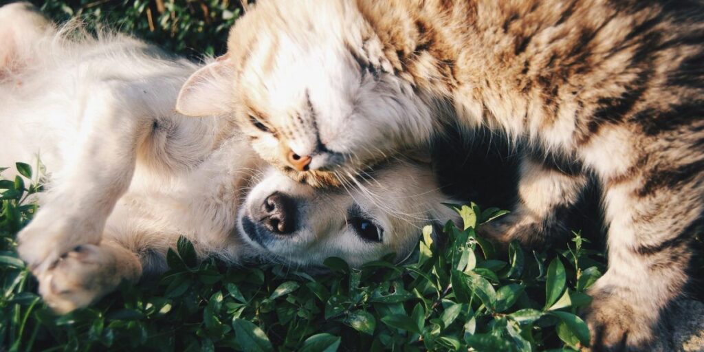SinPatinhas: como cadastrar cães e gatos no programa de RG para pets