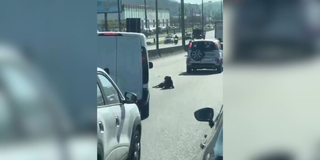 Vídeo: Cachorro ferido é resgatado após ficar deitado em rodovia de SC