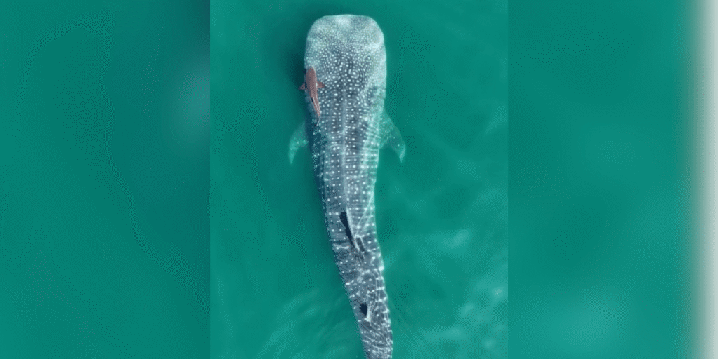 Maior tubarão do planeta é flagrado em Ilhabela (SP)