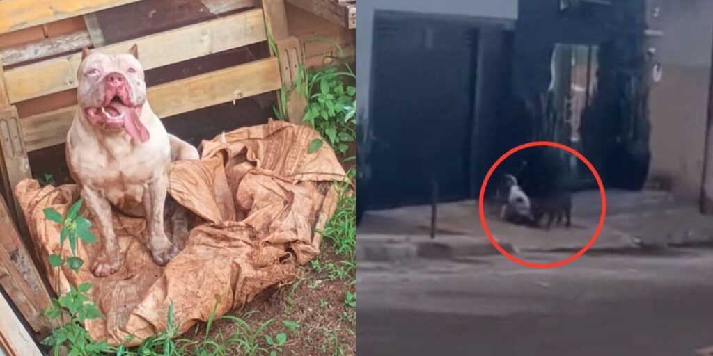 Pit Bull ataca dono, aterroriza vizinhos e mata ao menos dois cães em Goiás