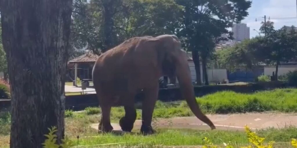 Justiça ordena transferência de elefante de Sorocaba para santuário em MT