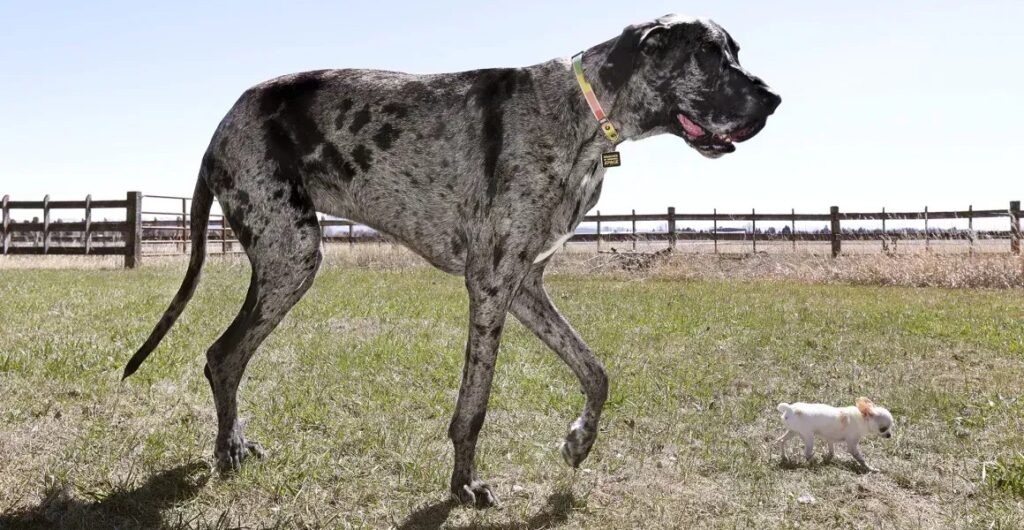 Maior cachorro do mundo conhece o menor cãozinho nos Estados Unidos