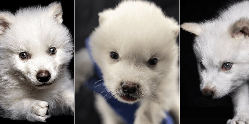 Entenda tecnologia de modificação genética usada para recriar lobo-terrível