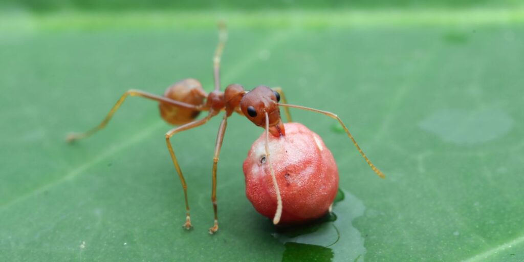 Saúvas combatem patógeno mesmo 30 dias após 1ª contaminação, diz estudo