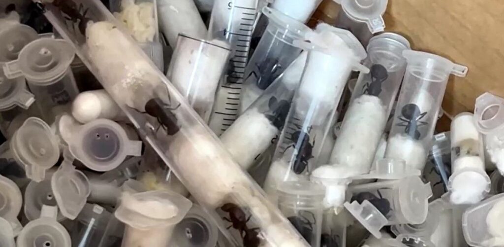 Contrabandistas de formigas gigantes vivas são julgados no Quênia; entenda