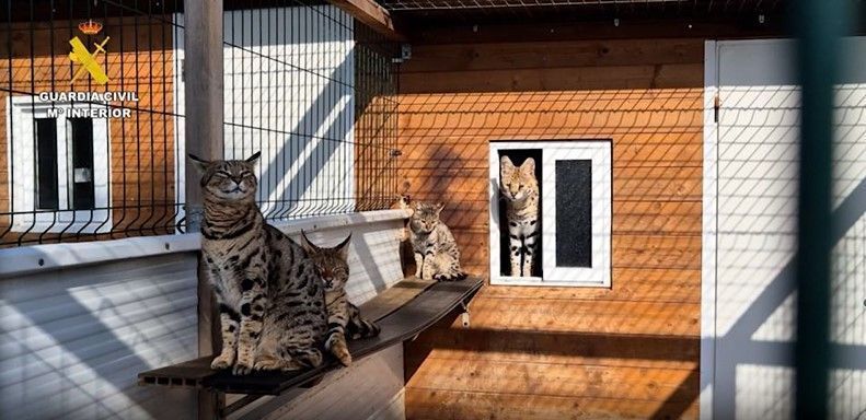 Casal é preso na Espanha por venda e criação de gatos exóticos