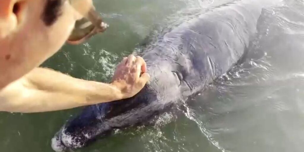 Golfinho "nariz-de-garrafa" interage com humanos na costa do México