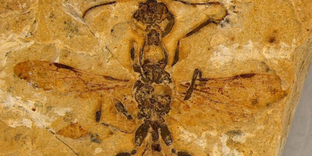 Cientistas encontram fóssil de formiga mais antiga do mundo no Ceará