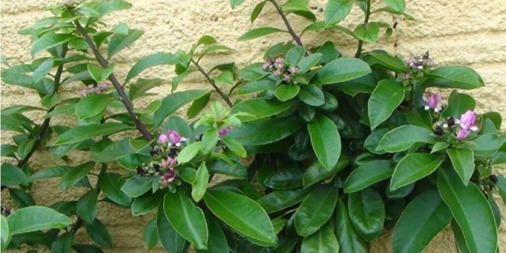 Anvisa proíbe venda de suplementos alimentares contendo ora-pro-nóbis