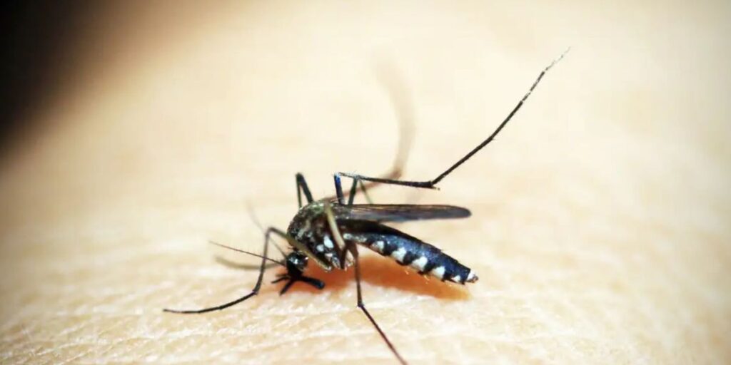 Sobe para 29 o número de mortes por febre amarela em São Paulo