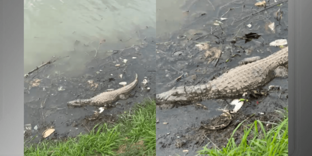Jacaré "trava por horas", é dado como morto, mas surpreende na Pampulha