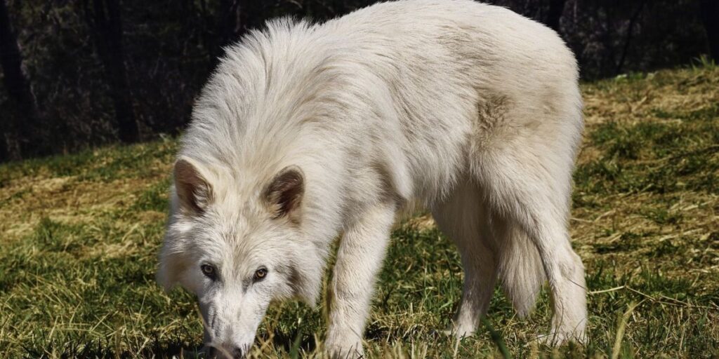Cientistas discordam que lobos-terríveis tenham retornado da extinção