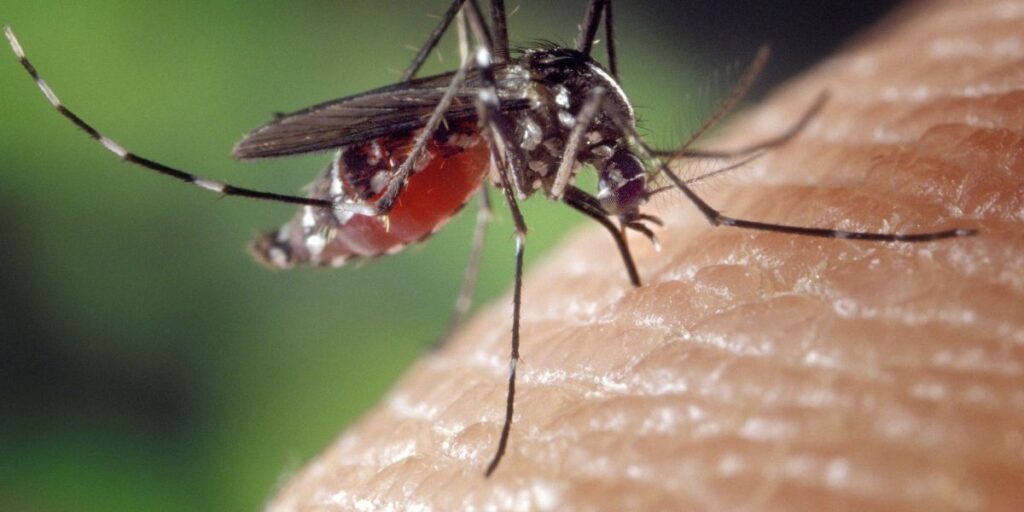 Dengue: SP, MG e PR concentram 73% dos casos