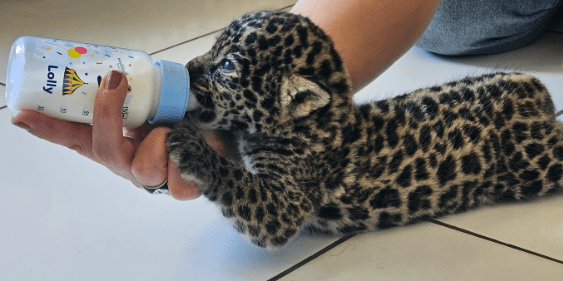 Filhotes de onça-pintada são resgatados em comunidade ribeirinha do AM