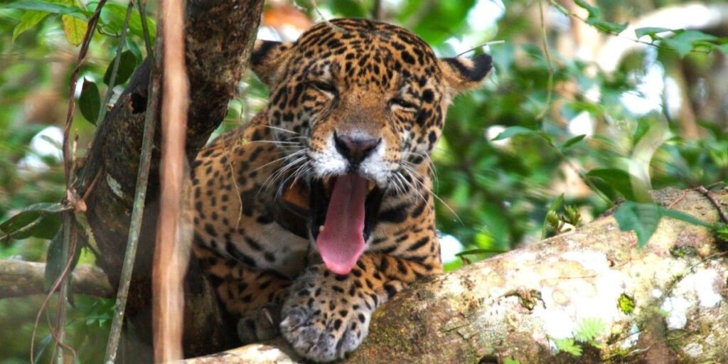 Onça-pintada: mais de 6 mil animais da espécie vivem na Amazônia