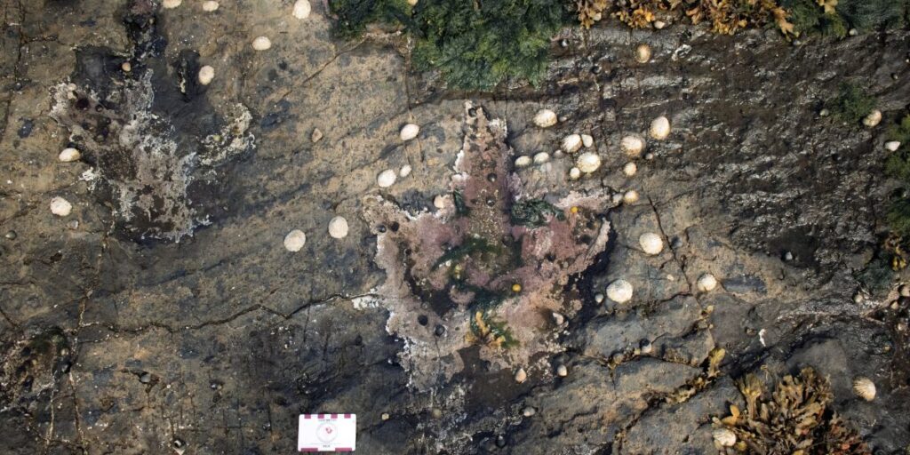 Pegadas na Ilha de Skye oferecem retrato tranquilo da vida dos dinossauros