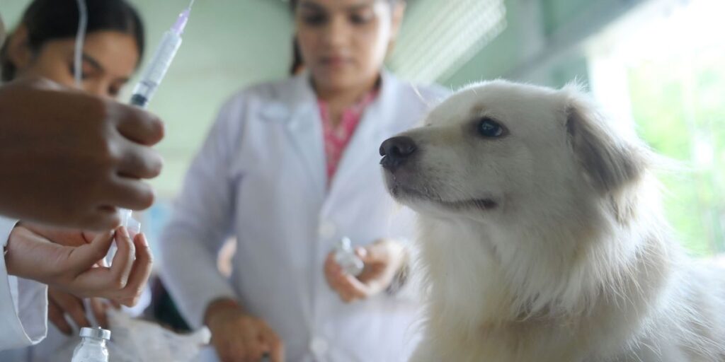 Pet internado? Confira quatro dicas do que fazer nesses casos