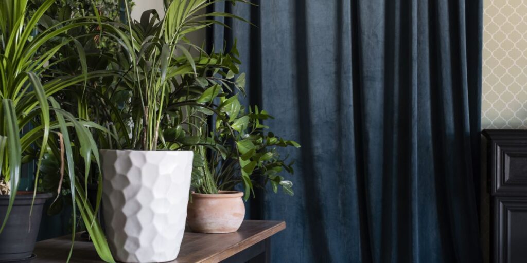 Ter plantas no quarto faz mal para a saúde?