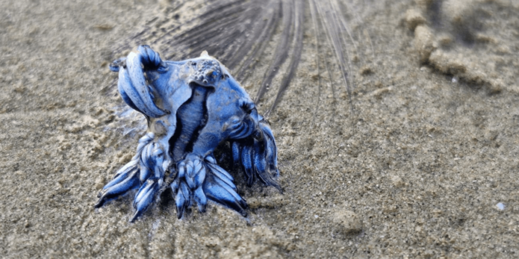 Espécie rara: Dragão azul é encontrado morto em praia do litoral de SP