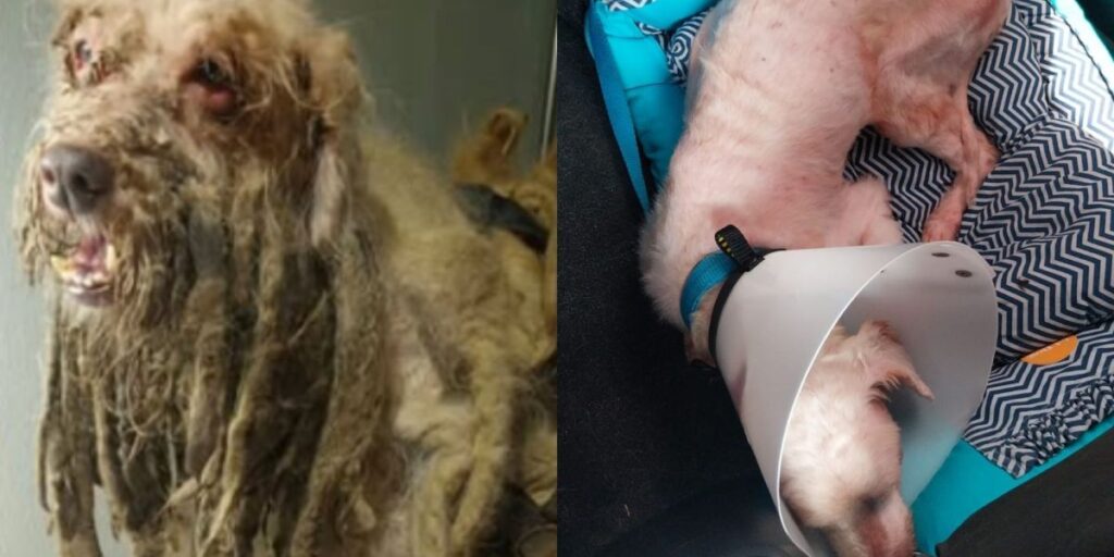 Cão resgatado com 3 kg de pelos tem alta e vai para novo lar no Ceará