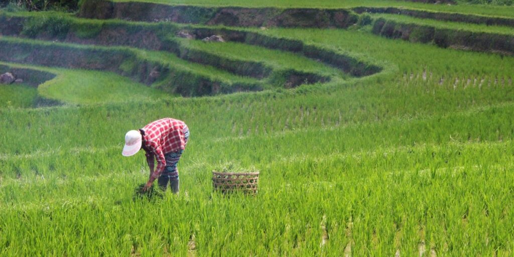 Valor da produção agropecuária do Brasil deve crescer 11,4% em 25, diz CNA