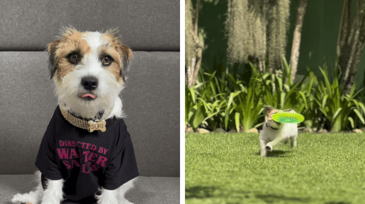 Pet de "Ainda Estou Aqui" vira blogueira e mostra rotina; veja