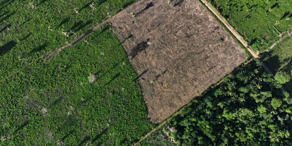 Organizações investem na recuperação do solo para cumprir metas climáticas