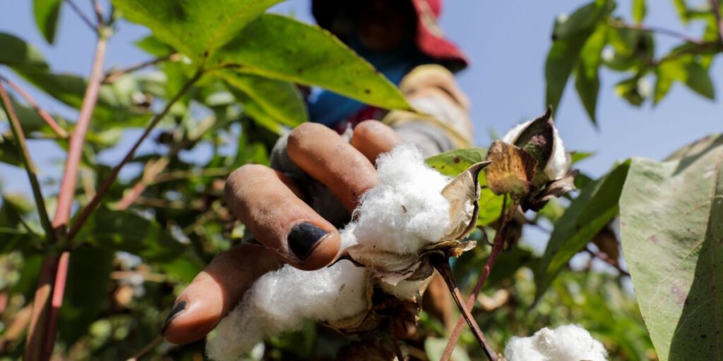 Algodão cai ao menor nível em mais de 4 anos em NY após tarifas da China