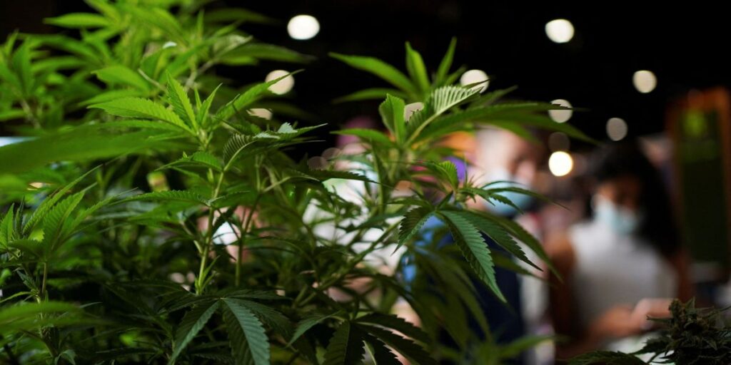 Estudo associa atendimento médico por uso de maconha a risco de demência