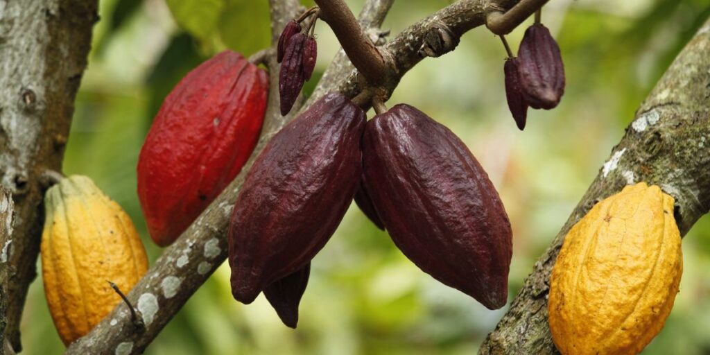 Queda de 67% na entrega de cacau pressiona indústria às vésperas da Páscoa