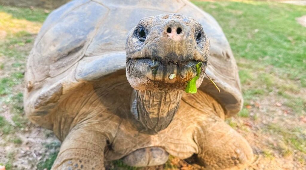 Tartaruga-das-galápagos se torna mãe pela 1ª vez aos 100 anos em zoológico