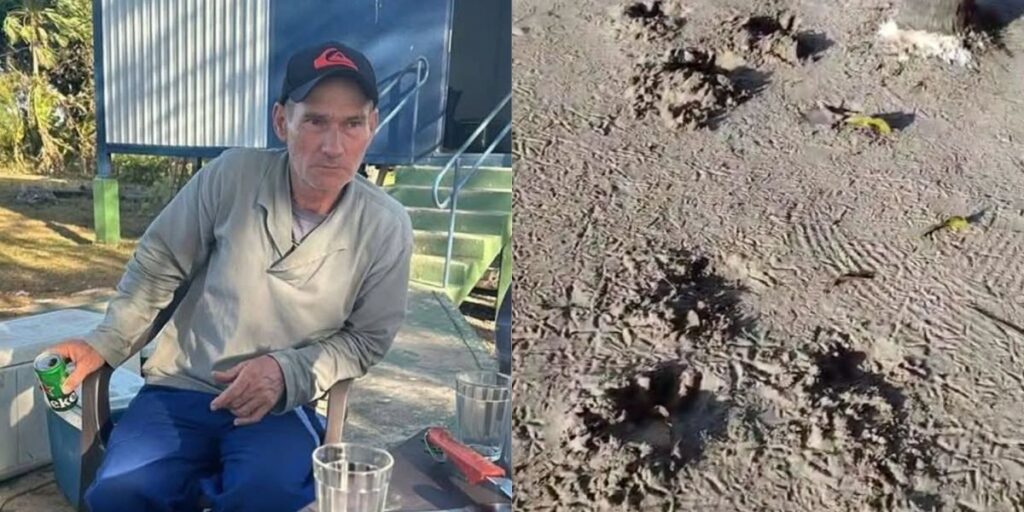 Onça-pintada: Captura de animal pode ajudar a entender o que motivou ataque